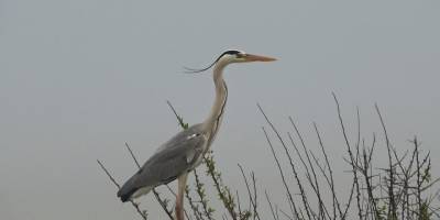 Yalova kent merkezinde gri balıkçıl şaşkınlığı