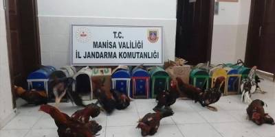 Manisa'da horoz dövüştüren 31 kişiye 56 bin lira para cezası