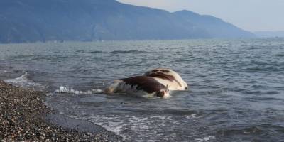 Hatay'da sahile vurmuş ölü inek şaşkına çevirdi