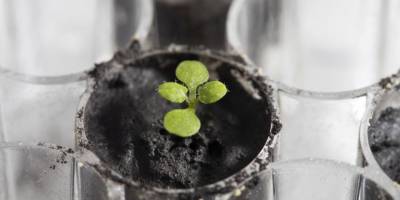 Ay'dan getirilen toprakta ilk kez bitki yetiştirildi