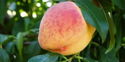 Lapseki'nin meşhur şeftalisi coğrafi tescil işareti aldı