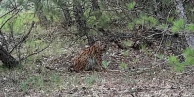 Nesli tehlike altındaki ‘Anadolu vaşağı’ görüntülendi