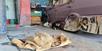 Tamirhanede doğum: Erkek köpek başlarından ayrılmadı