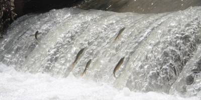 Siraz'ın akıntıya karşı göçü devam ediyor