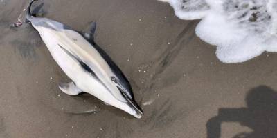 Alaplı-Akçakoca sahiline 4 ölü yunus vurdu