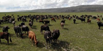Bitlis’te mandacılık devlet desteğiyle gelişiyor