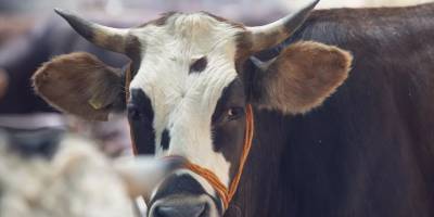 Kars'taki 8 köyde şap karantinası başlatıldı