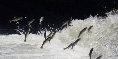 Uçan balıkların muhteşem yolculuğu