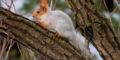 Kızıl Sincap’ın sevimli halleri kameralarda