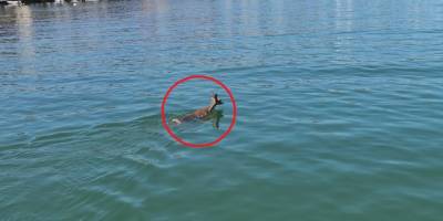 Denize atlayan karacayı sahil güvenlik kurtardı