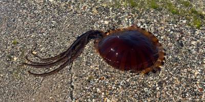 İzmit Körfezi'ni 'Pusula denizanaları' bastı