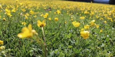 Bolu’da yeşil alanlar sarı düğün çiçekleriyle canlandı