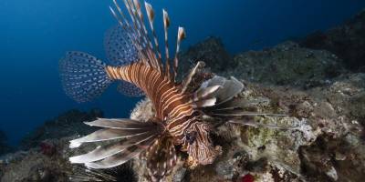 21. Uluslararası Kemer Sualtı Günleri başladı