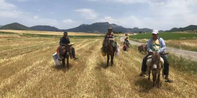 Arpa hasadı başladı, edeler at ve eşekleriyle yem sırasına girdi