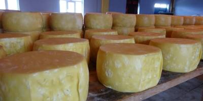 Muş’ta 65 yıllık baba mesleğini sürdüren kardeşler kente yılda 30 milyon lira katkı sağlıyor