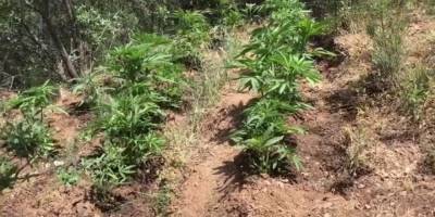 Ödemiş’te 130 kök Hint keneviri ele geçirildi