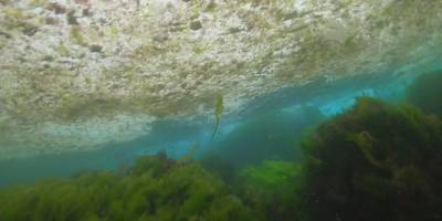 Dünyanın en büyük bitkisi: 4 bin 500 yıl önceki tek bir tohumdan bugüne geldi