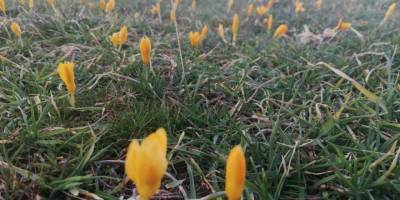 Keles’te yaylalar çiçek açtı