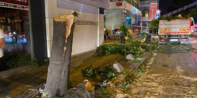 TIR'ın çarptığı ağaç ortadan ikiye ayrıldı