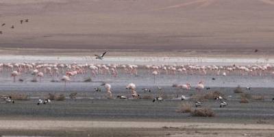 Düden Gölü’ndeki flamingo sayısı düştü