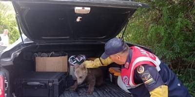 Bataklıkta bitkin düşen ayı yavrusunun imdadına jandarma yetişti
