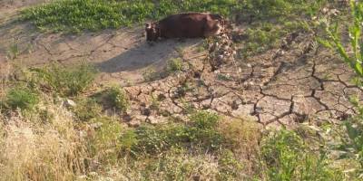 Balçığa saplanan ineği itfaiye ekipleri kurtardı
