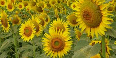 Çiçek açan ayçiçeği tarlaları görsel şölen sundu