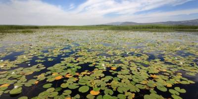 Nilüfer deryasında büyüleyen manzara