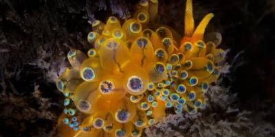 İzmir Körfezi’nde bir ilk: Janolus cristatus görüntülendi