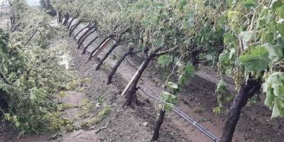 Manisa’da şiddetli dolu yağışı bağlarda zarara yol açtı
