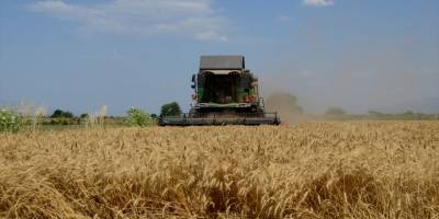 İncirliova'da buğday hasadı başladı