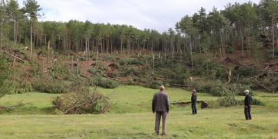 Kütahya'da hortum ve fırtına yüzlerce çam ağacına zarar verdi