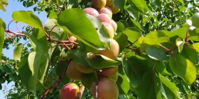 Kayısının kilosu 8 liraya düştü