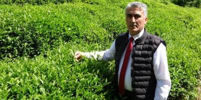 Çay üreticilerinden budama bedeli talebi