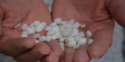 Böbrek taşı düşürdüğüne inanılan eşkina balığındaki taşlar 5 TL’den alıcı buluyor