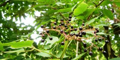 İzmir tarımında bir ilk: Kara mürver doğal gübre ile büyüyecek