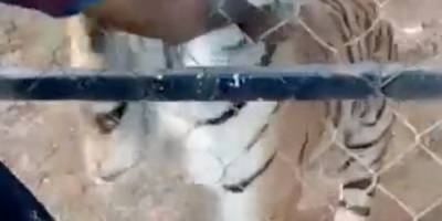 Meksika'da bakıcısı olduğu kaplanın saldırısına uğrayan kişi öldü