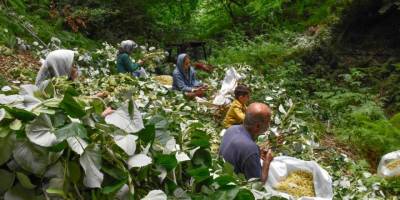 Bursa'nın dünyaca ünlü ıhlamur ormanlarında hasat başladı