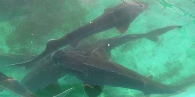 250 milyon yıllık geçmişi olan Mersin Balığı'nın 3 türü tükendi, kalan 3 türü ise kırmızı listede