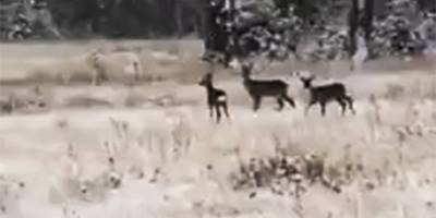 Karacalar doğal alanda görüntülendi