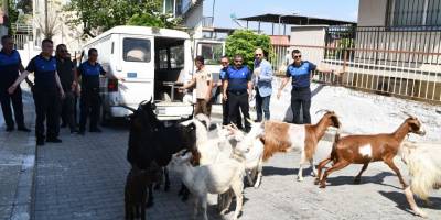 Bu operasyonda 'suçlular' değil 'başıboş keçiler' yakalandı