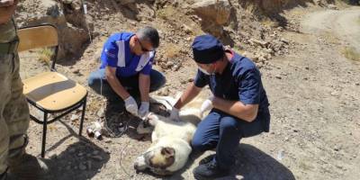 Anne köpeği yılan ısırdı
