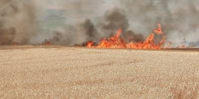 Tekirdağ’da 300 dönüm buğday tarlası alev alev yandı