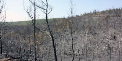 Yeşil örtü siyaha büründü