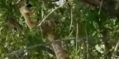 Türkiye’nin en zehirli yılanı Tunceli’de görüntülendi