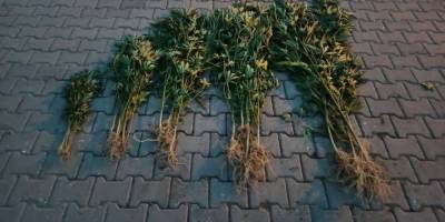 Evinin bahçesinde kenevir yetiştirdi