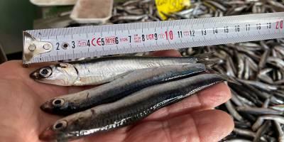 Yasaklar işe yaradı, hamsi boyları uzadı