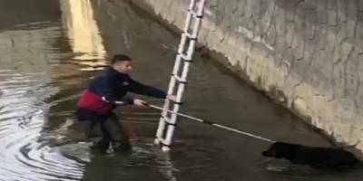 Rize'de dereye düşen köpeği itfaiye ekipleri kurtardı