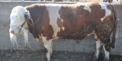 Kars Hayvan Pazarı'nın gözdesi 800 kiloluk Paşa