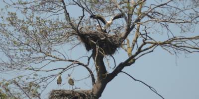 Yavru leylekler uçmaya hazırlanıyor